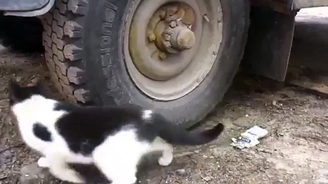 Tom and Jerry in real life.. The cat can't see the smart rat! Hilarious