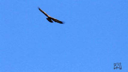 Trois aigles dans l'automne