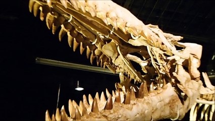 Le squelette du mosasaure de Lyon Confluences