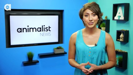 How Animals Have Sex Animals World