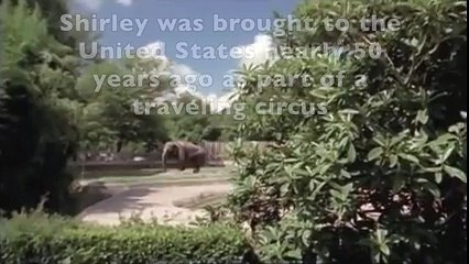 After 50 Years In Captivity, This Elephant Finally Gets To Live Free