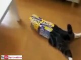 [Funny Cats - Funny pranks].. Ultimate Funny Animals Compilation March 2014 EP 41_2