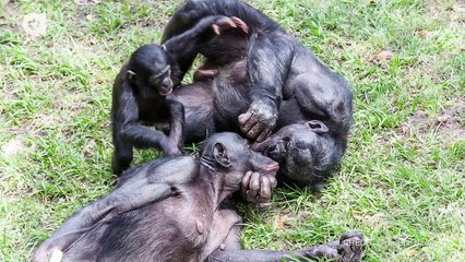 Pregnant Little Girl Animals World