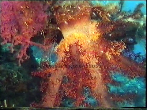 kinaa sohna allah da tu yaar by hafiz ahmad raza