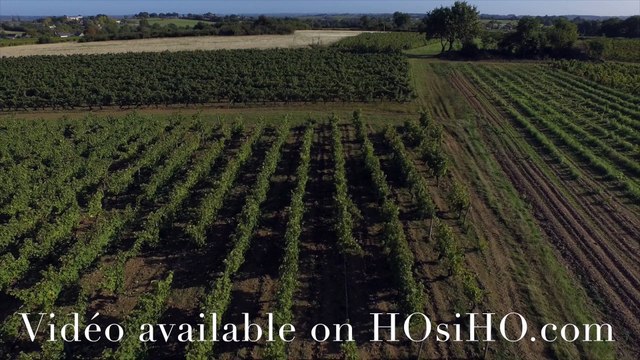 Vendange à la main en Anjou vu par drone, Rochefort sur Loire, Pays de La Loire, France