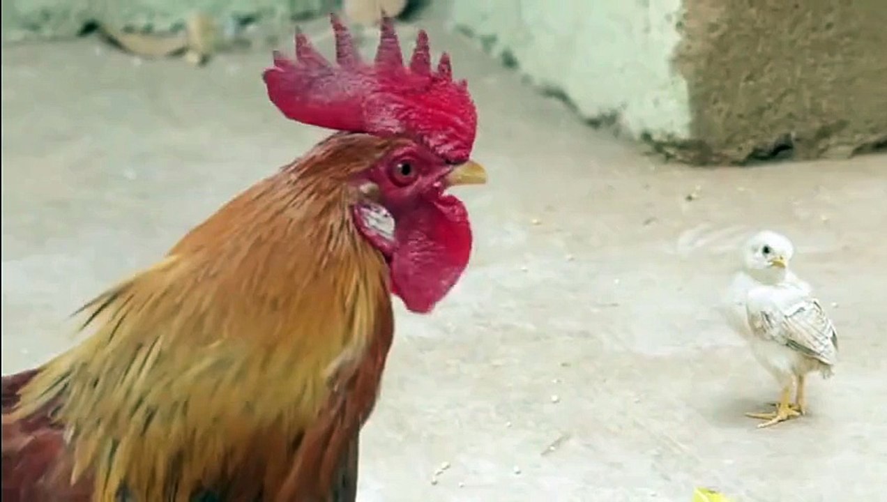 center fresh ad spoof