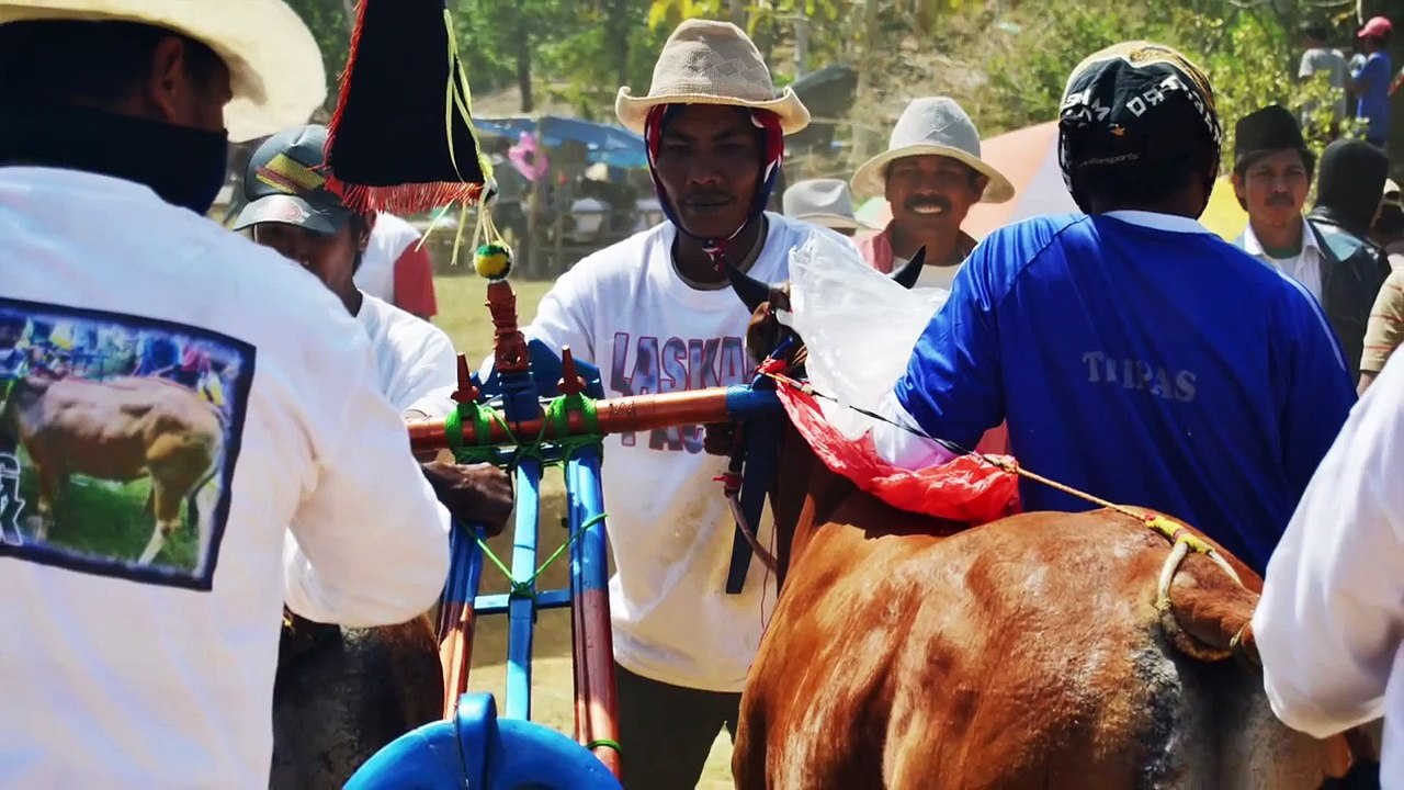 Travelgaul - Maduranese Bull Race, 2011