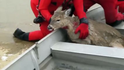 Deer Saved From Frozen Lake  Citizens Of The Year