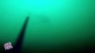Diver Spots Great White Shark  Jaws IRL