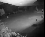 Tiger hunting a dog at night , captured in CCTV camera 2015