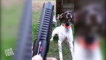 Dog Chases Laser Pointer  Where Can I Buy That