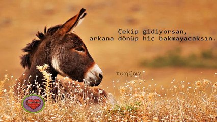 Vasiyet(yekte yavrum yekte) komik bir sarki