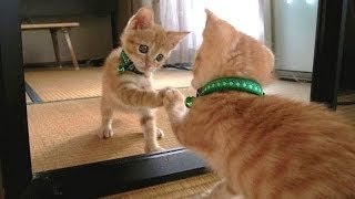 Cats and dogs vs mirror Funny and cute animal compilation