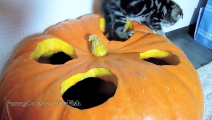 Kittens are preparing for Halloween