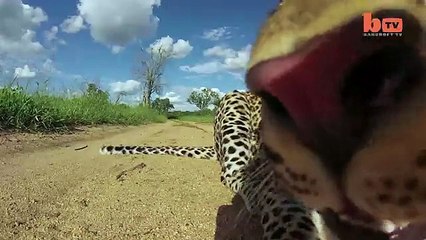 Caught On Camera Leopard Runs Off With GoPro-copypasteads.com