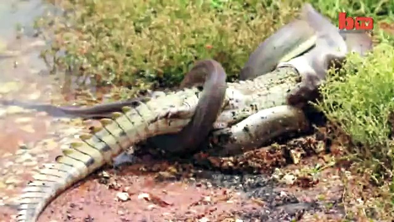 Caught On Camera Snake Devours Crocodile After 5 Hour Battle-copypasteads.com