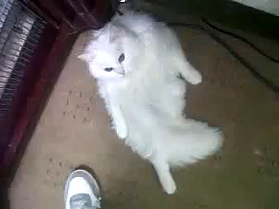 My cat finds more comfortable way to set with her leg's injury .