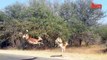 Cheetah Chases Impala Antelope Into Tourist's Car on Safari-copypasteads.com