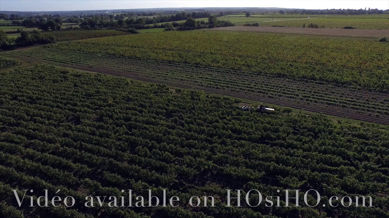 Vendange à la main en Anjou vu par drone, Rochefort sur Loire, Pays de La Loire, France (4)