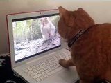 Cute cat chasing a squirrel on a PC ,hilarious