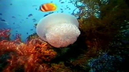 قنديل البحر المضيء