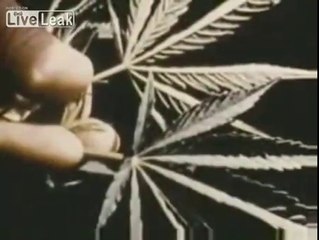 Ohio votes to legalize marijuana on Tuesday. Vote no on Issue 2, yes on Issue 3.