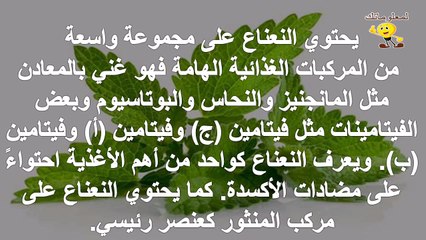 فوائد النعناع للحامل