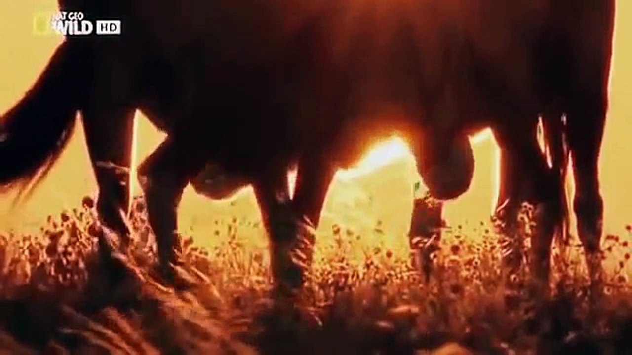 The Lives of Lions National Geographic WILD Documentary