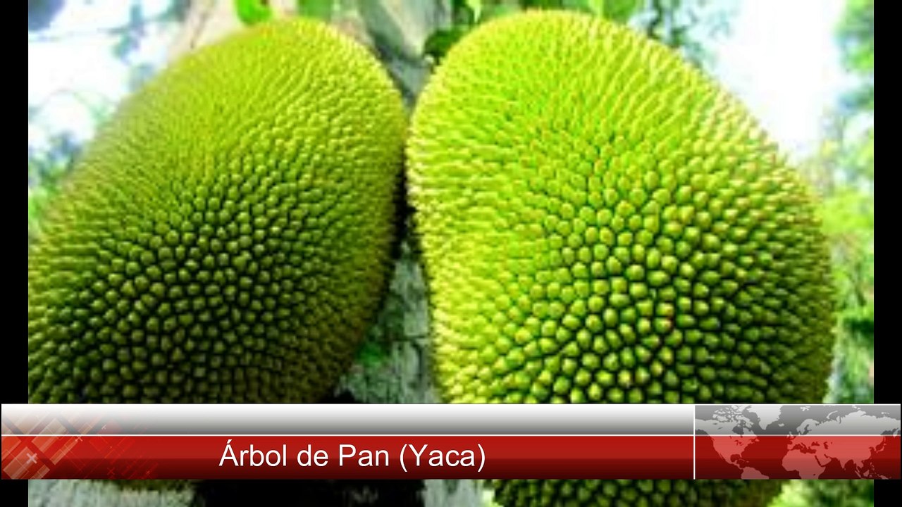 Árbol de Pan o Yaca