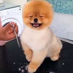Who doesn't love to be pampered? This dog is LOVING his trim!