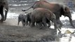 Baby Elephants Racing In Mud