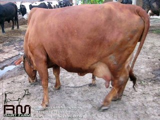 SAHIWAL FRIESIAN CROSS PAIT LOOSE DR.ASHRAF SAHIBZADA
