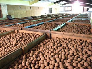 AALU  COLD STORAGE MEIN TIPS DR.ASHRAF SAHIBZADA