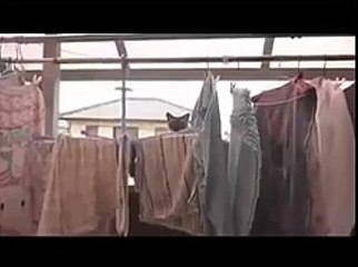 Cat Jump Fail with Music- Sail by AWOLNATION