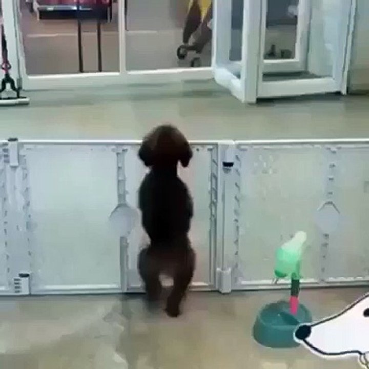 Dancing dog Latino  dance so great , so funny