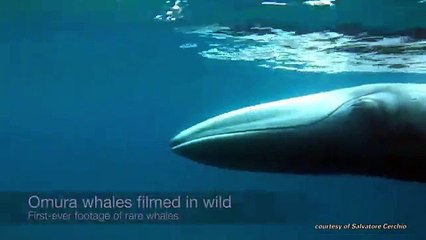 Une très rare espece de baleine filmée pour la première fois