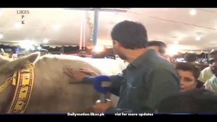 Ayyan to be sacrificed on Eid-ul-Azha not Ayyan Ali - Video Dailymotion
