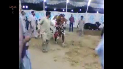 Biggest TWIN bulls for bakra eid - Video Dailymotion