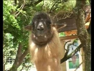 les lamas de l'ardèche