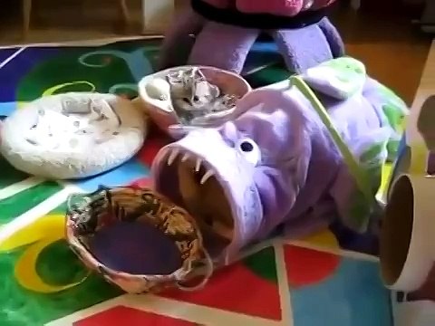 Милый котенок!