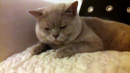 Наши беседы с котом