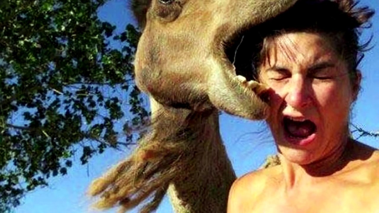 10 Most Devastating Animal Attacks Ever