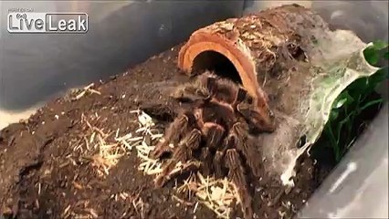LiveLeak.com - ★CENTIPEDE VS MOUSE★+★TARANTULA VS MOUSE★