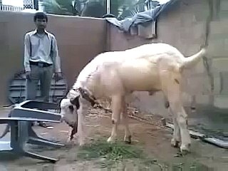 Stupid Pakistani Funny Clips Fighter Bakra Eid Qurbani Ever