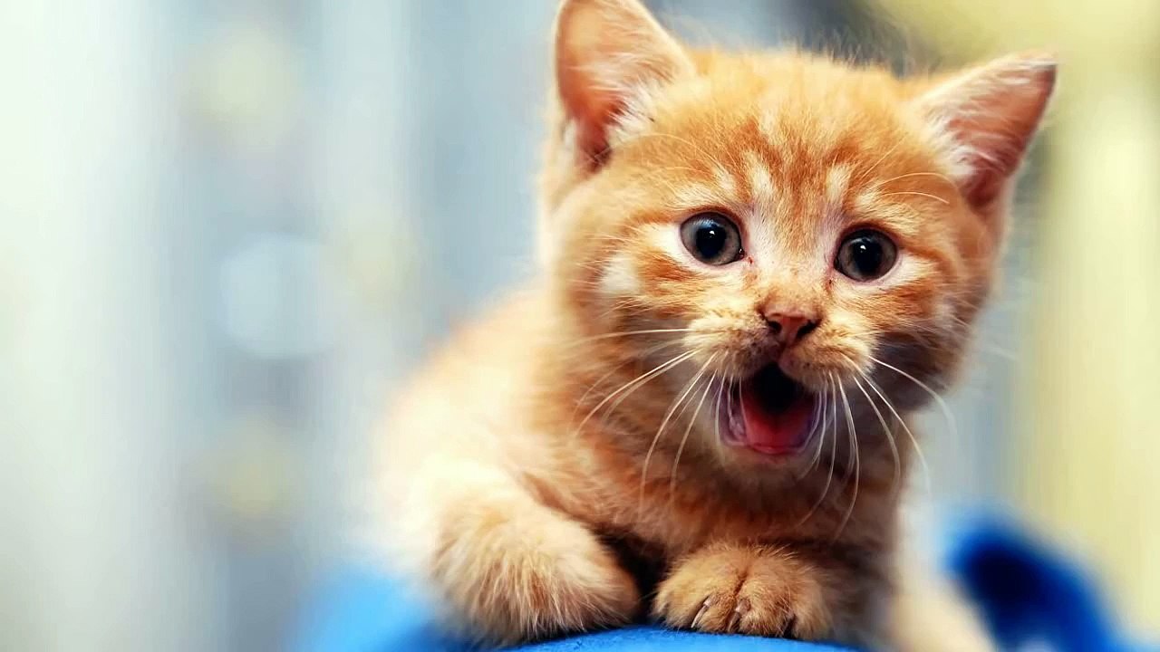 Funny and cute cat sounds - Cat compilation