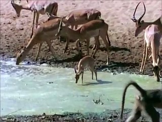 Last Feast of The Crocodiles (Part 2 of 4)