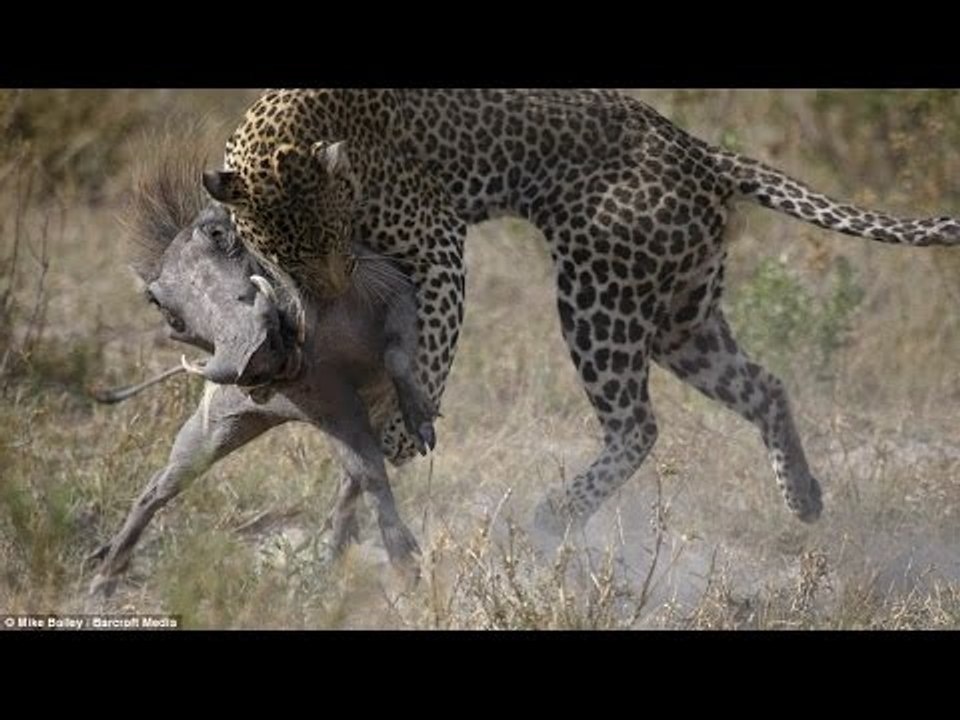 Leoparın Domuz Avı
