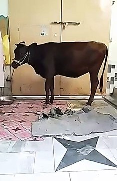 VID-20150921-WA0000.mp4