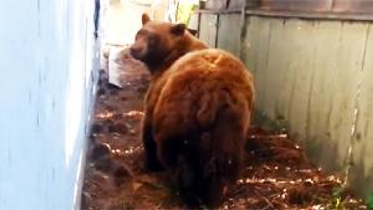 Bear Gives Him The Brown Eye