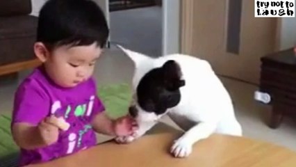 funny dog stole boy''s food,funny boy and funny dog